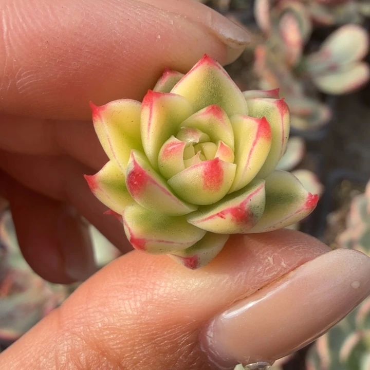 斗牛士锦花剑的价格