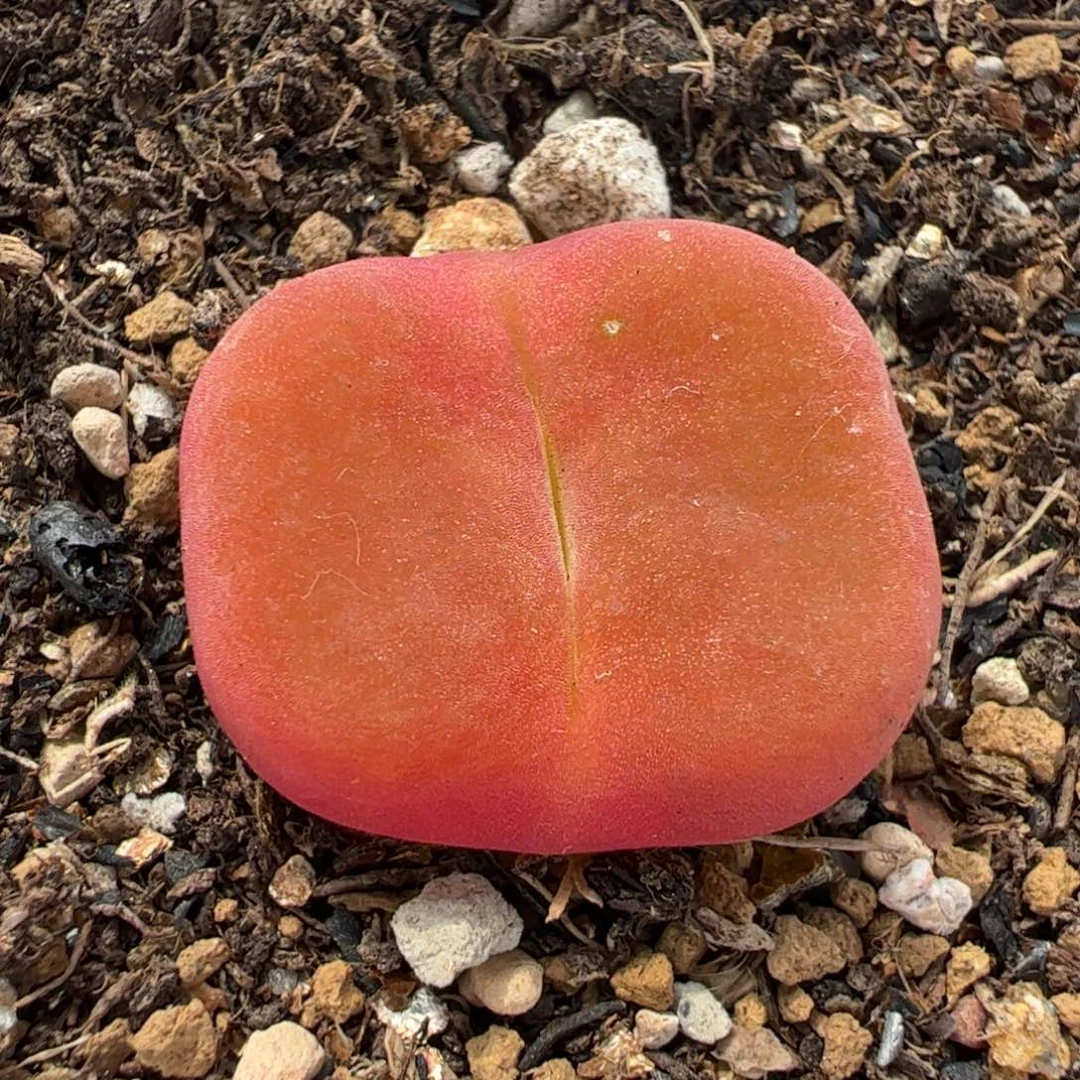 1801.1蟠桃多肉植物百科