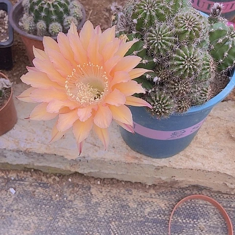 晓***玩仙人掌彩草B2 33摘花脱土发货