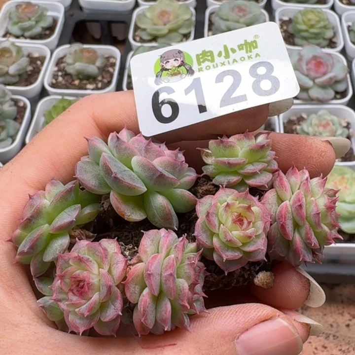 多肉植物多肉植物