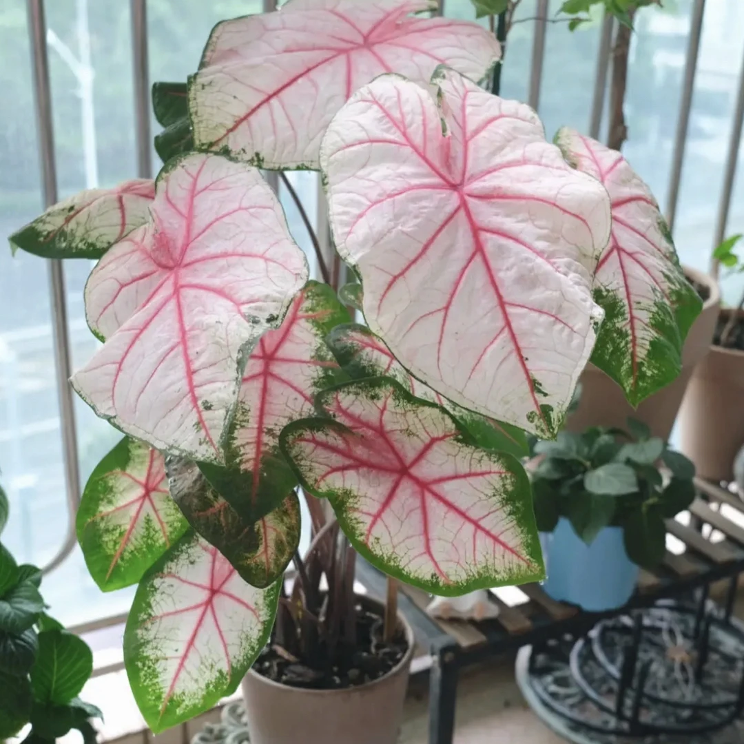 【苹果花】 中球 3-5公分 进口种球 彩叶芋