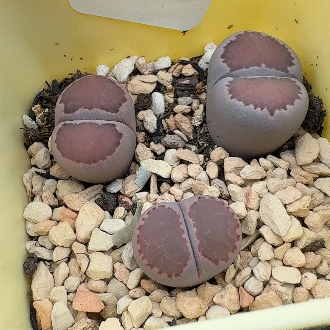 317多肉哈哈哈哈哈哈哈哈