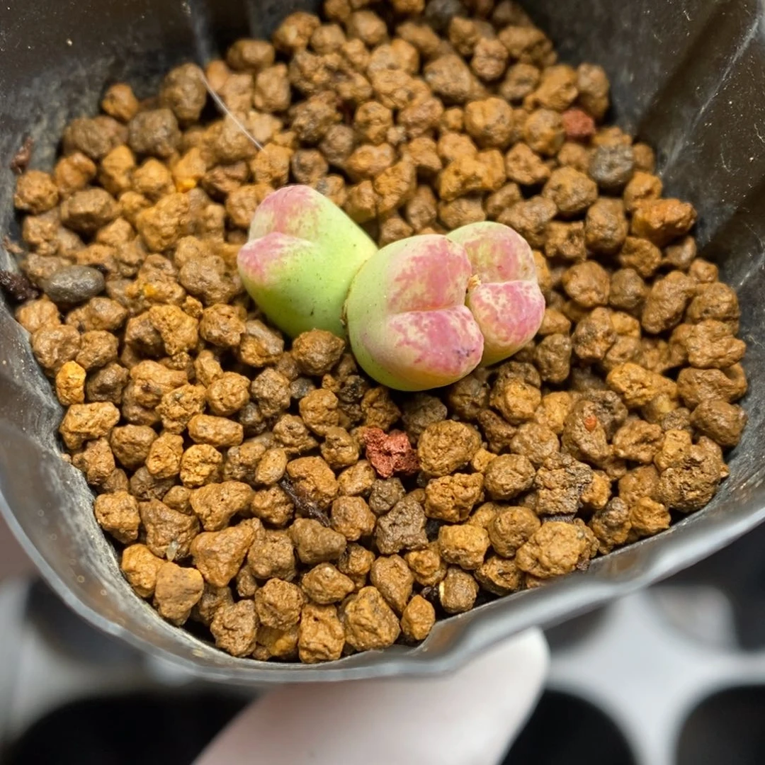 多肉植物肉锥杂交K-5104 墨杂