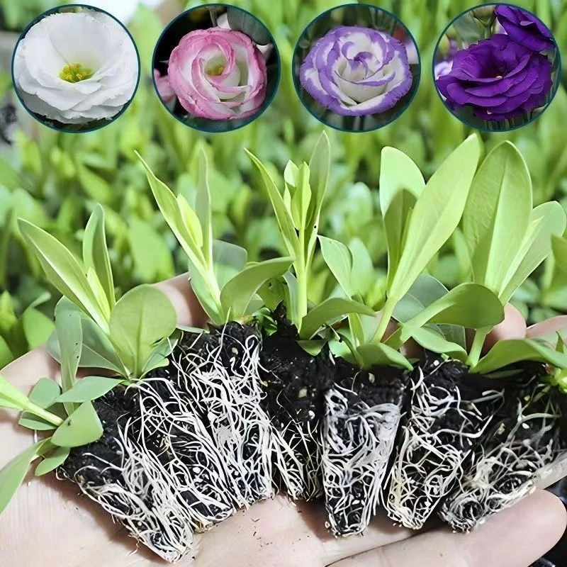【5棵混色洋桔梗花苗】重瓣洋桔梗花苗阳台庭院易成活四季开花多年