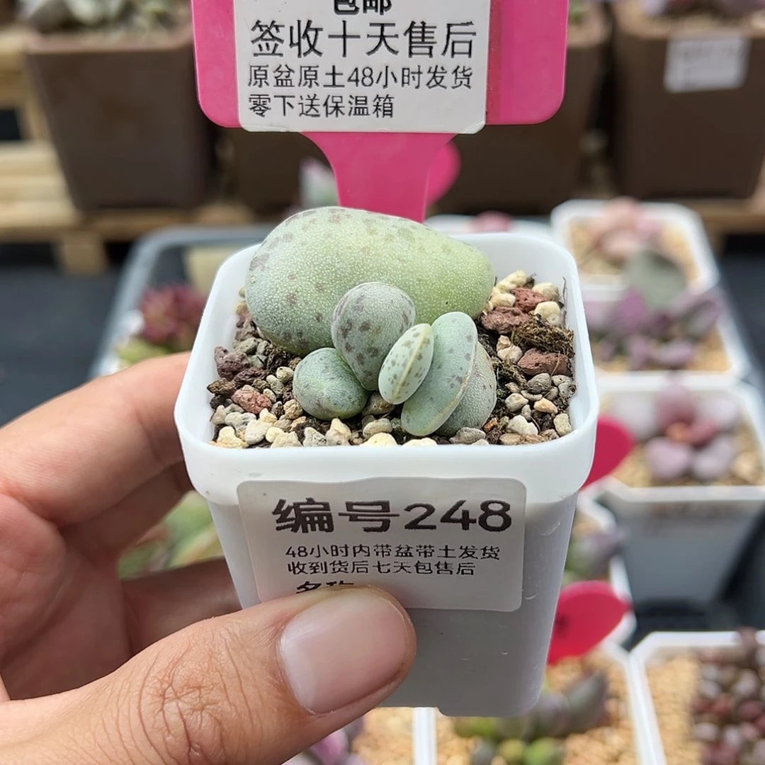 248巨型花蛋多肉植物