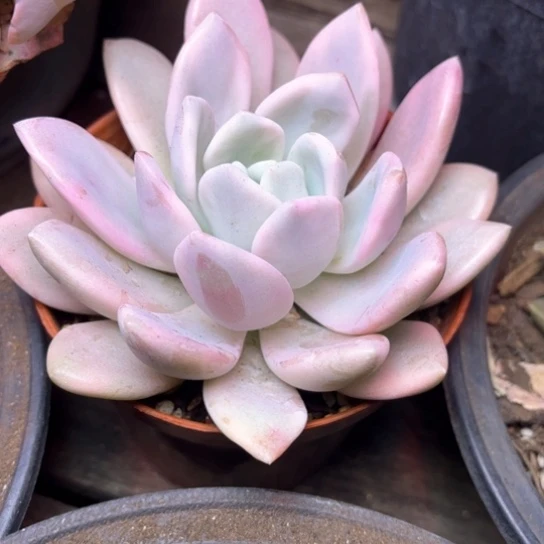 汤****号多肉植物的植物