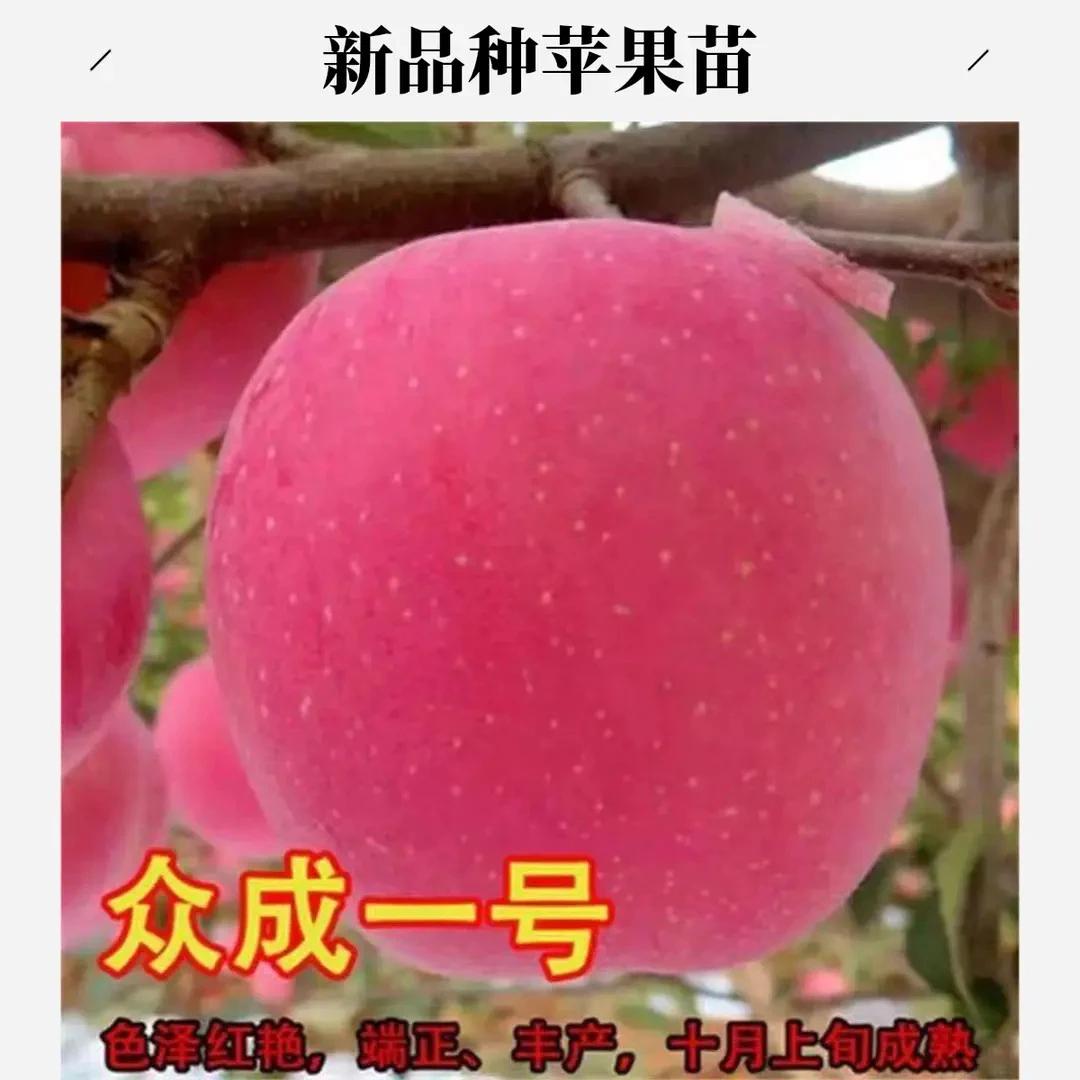 新品种众成一号苹果树苗庭院果园南北种植嫁接苗品种纯正当年结果