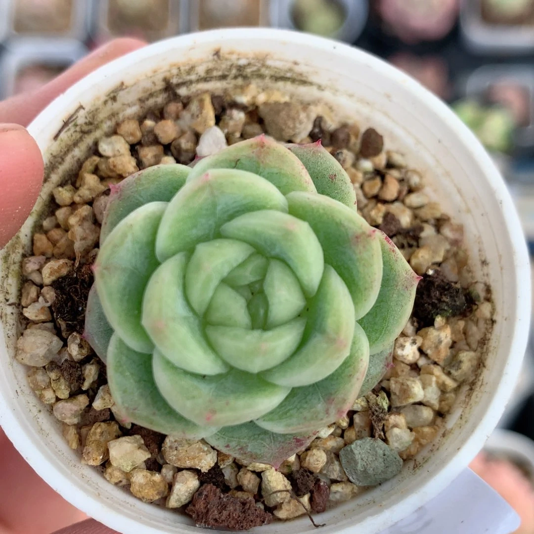 E156，秃子绿透珍妮Q42