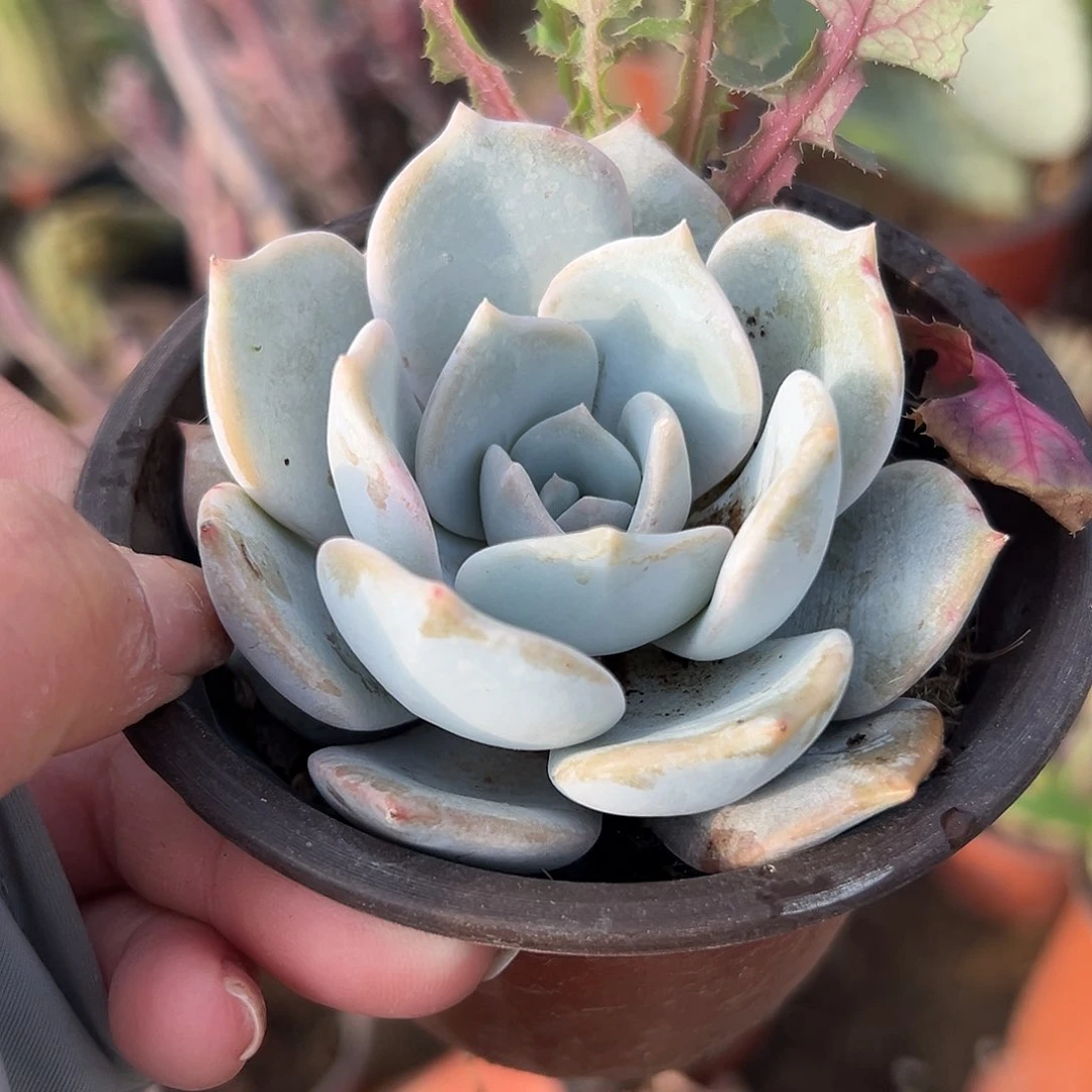 多肉植物多肉植物