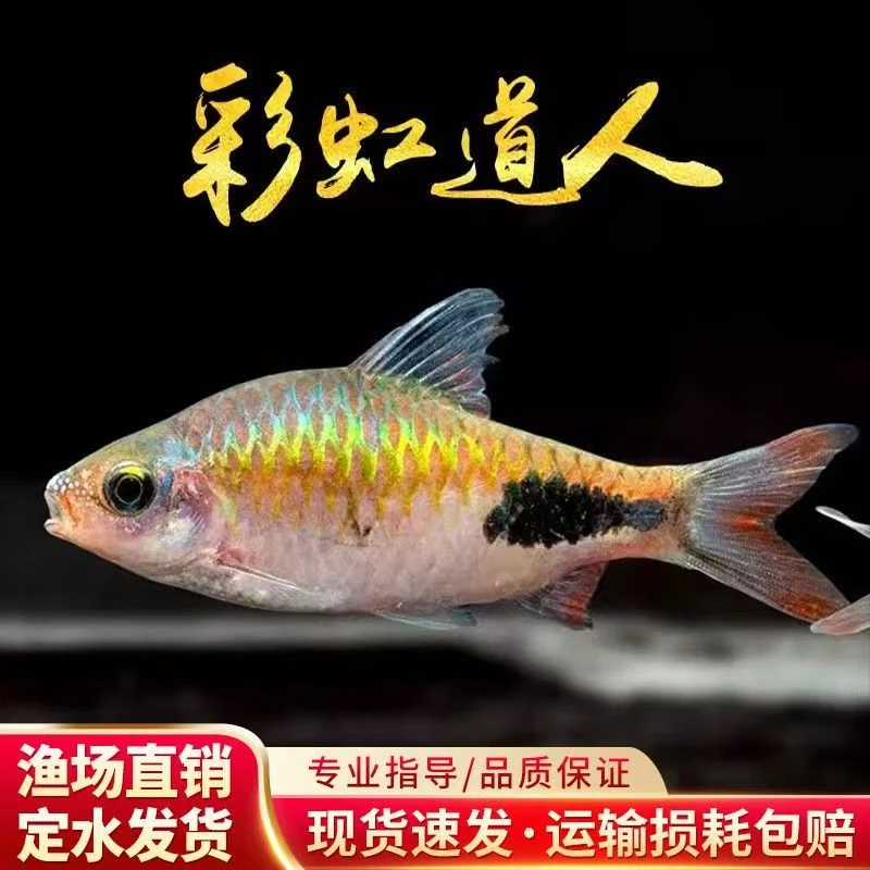 彩虹道人道金斯巴冷水鱼广温鱼观赏鱼活体好养耐活适合新手混养