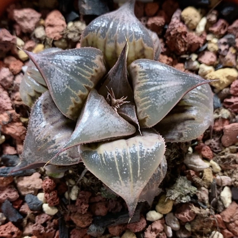 【闪购商品】8芭提雅pinky