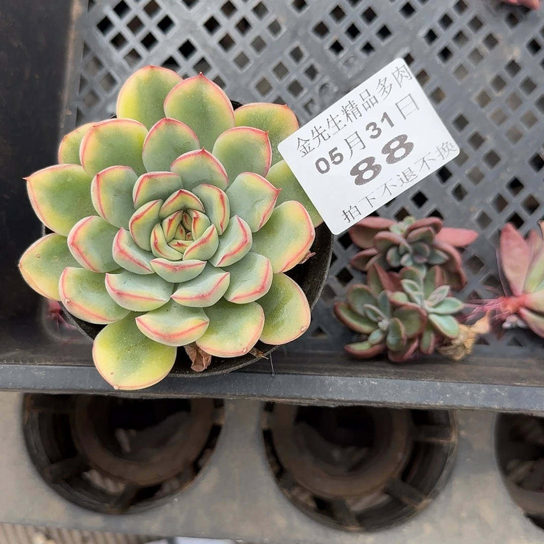 @**好0531-88荷花黄锦