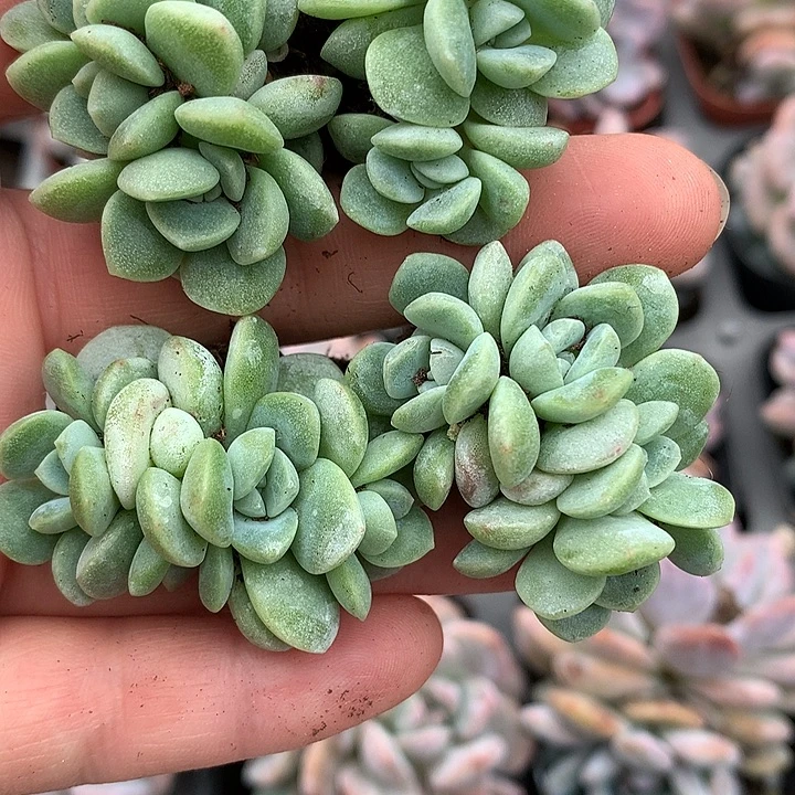 冰玉朵朵一物一拍