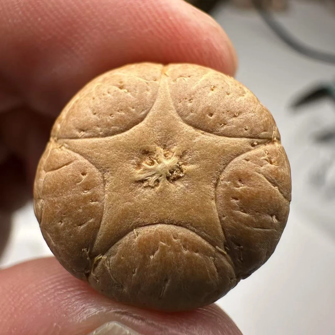 尼泊尔五星菩提,尺寸19,sss系列,货号92
