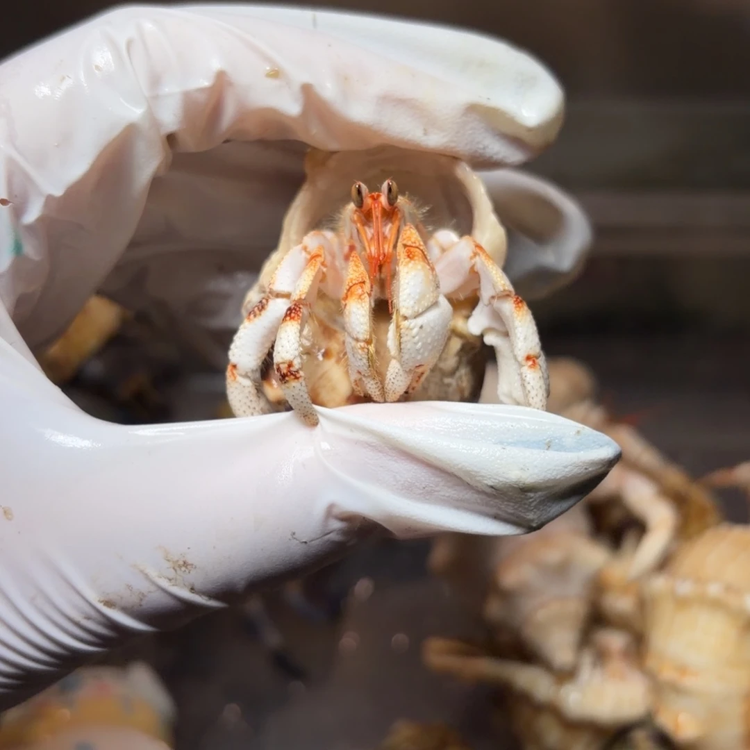 红足节白草口径1.9口