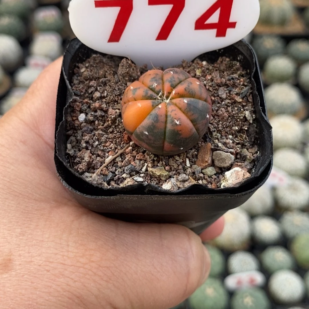 774兜锦福利多多多