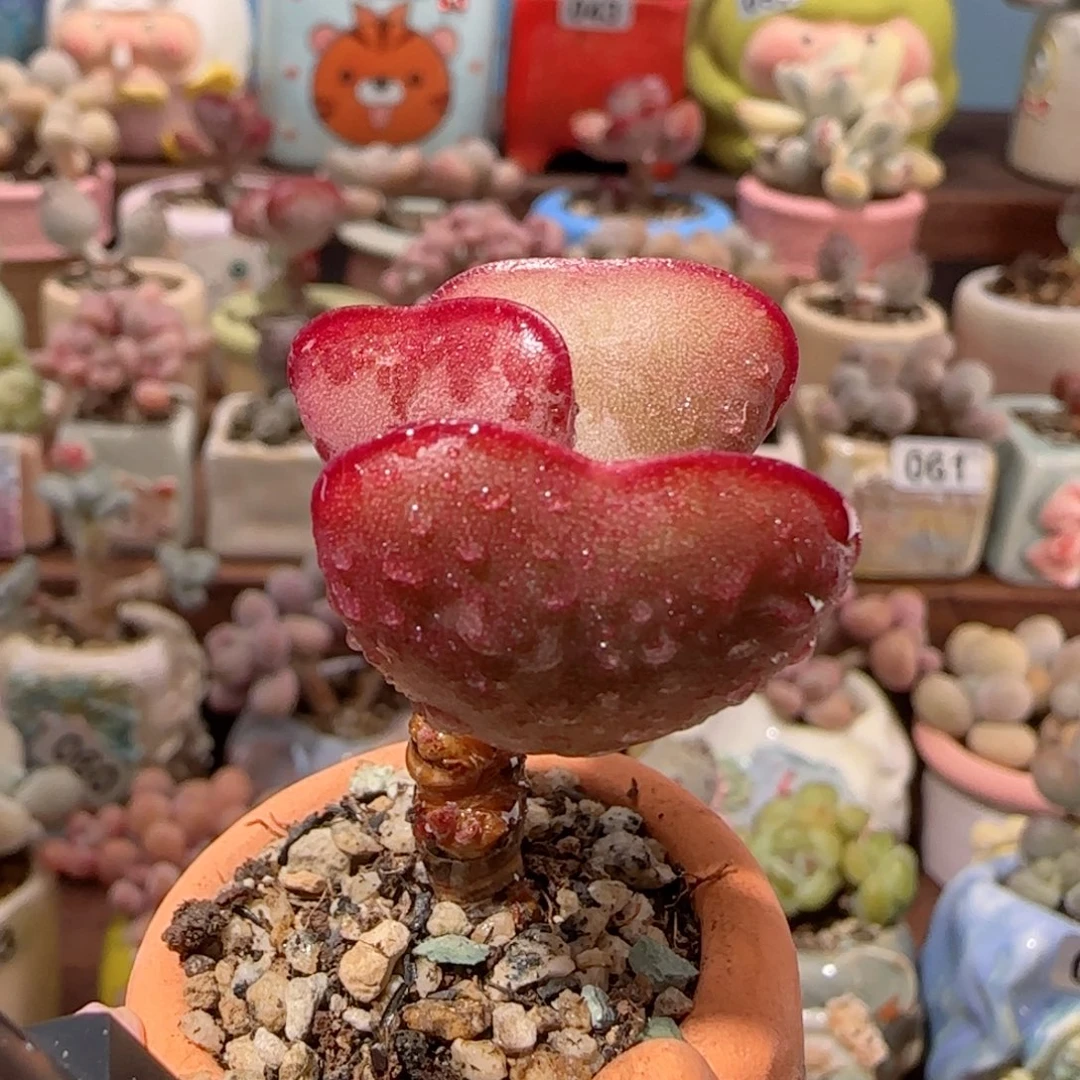 T爱心水泡盆口2.5cm