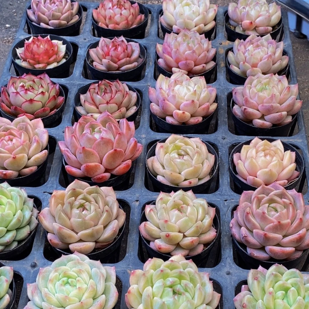 宣**妈802多肉植物保护研究所所长助理