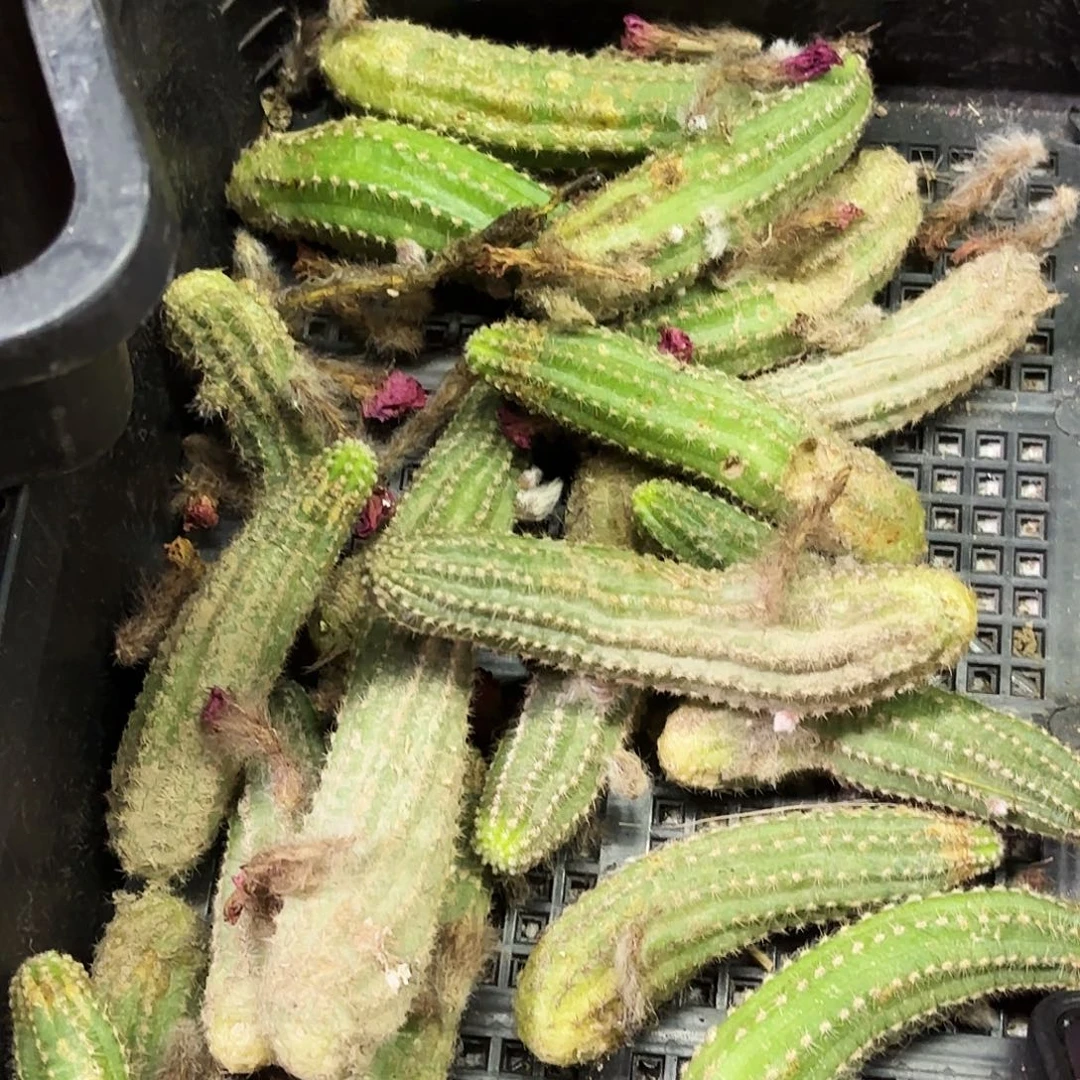 紫霞白檀3颗侧牙20包邮26