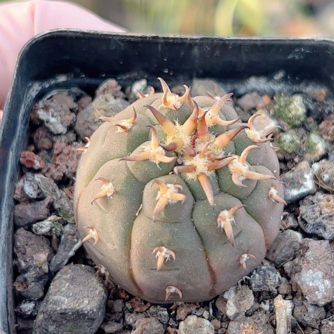 韩*实生 猫爪仙人球