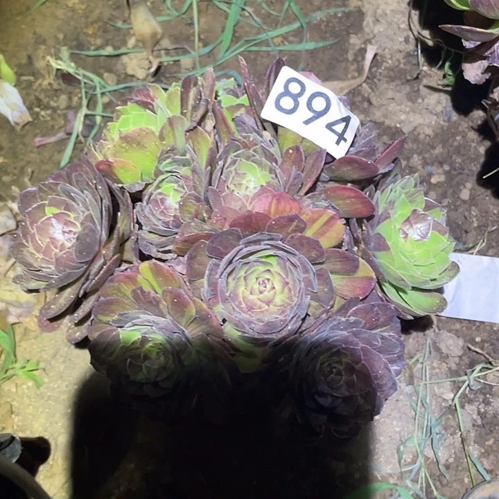 多肉植物法师894花月夜