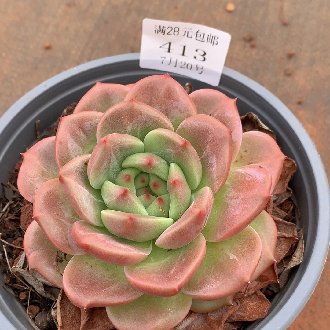 【闪购商品】云413号12厘米