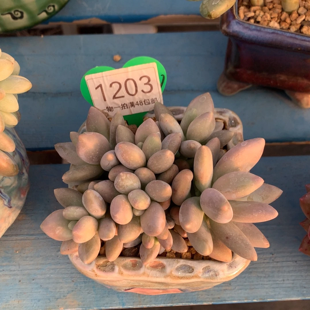 白兰地无砍平头7头1203