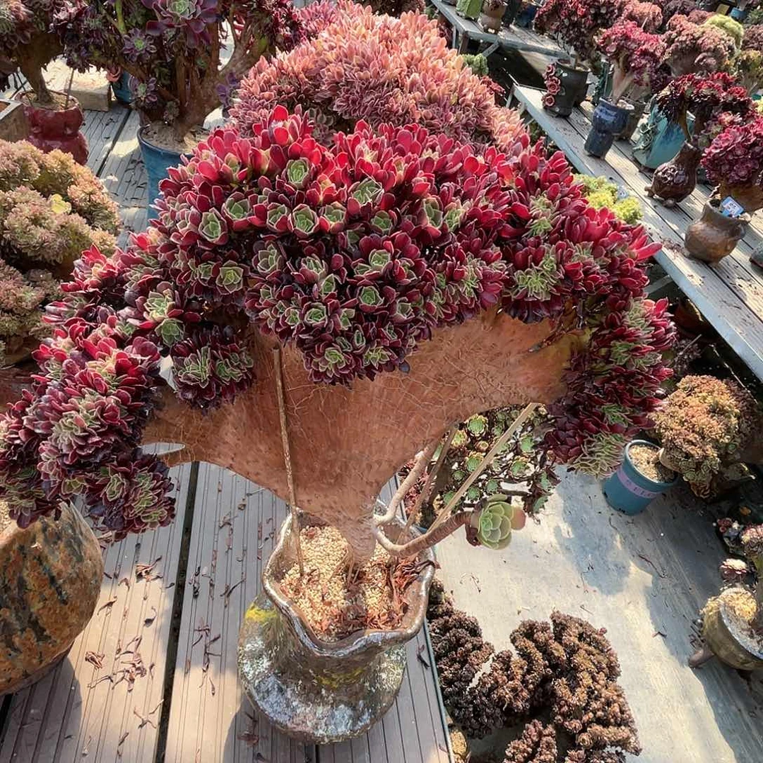 【闪购商品】全部花朵梅花朵朵