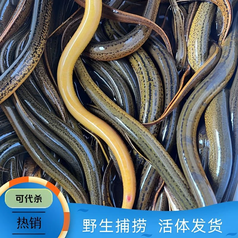 江西谢家滩野生鲜活黄鳝鱼2钱1两2两4两/条冷链运输包活到家