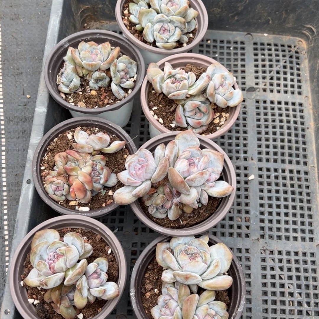生***铁一物一拍精品多肉