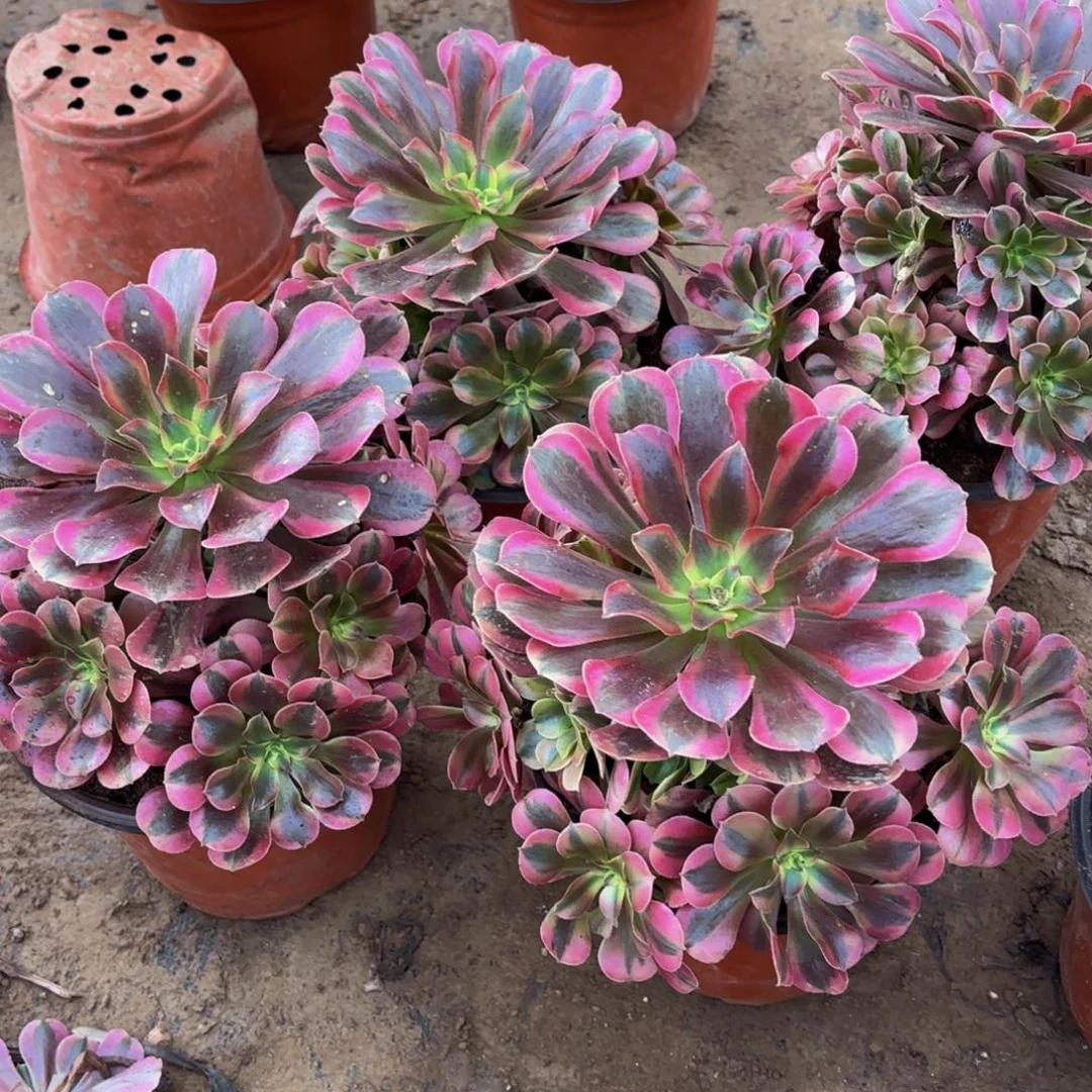 美杜莎手捧9.9多肉植物