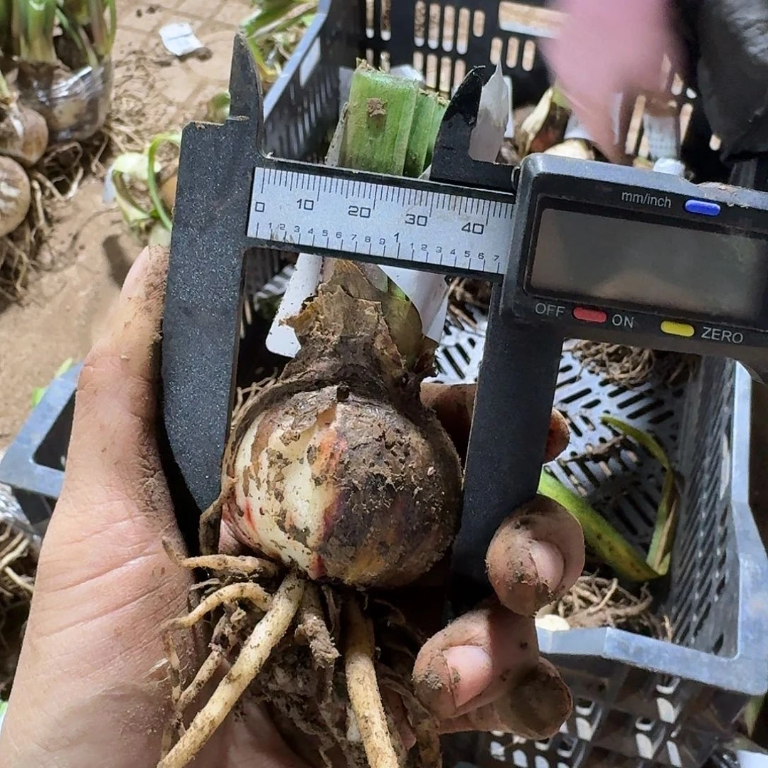 王的女人4+裸球发发发发