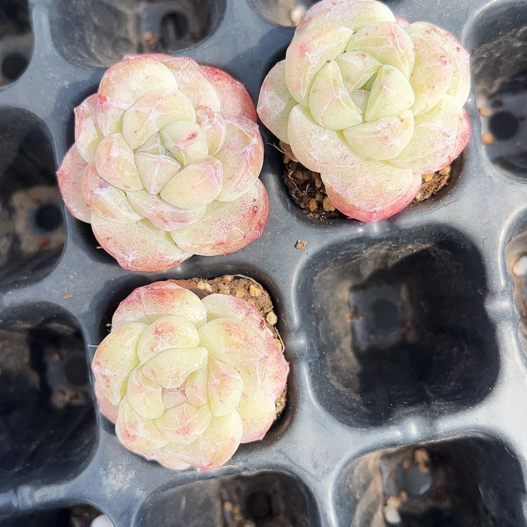 琉**苏多肉冰玉石化三颗