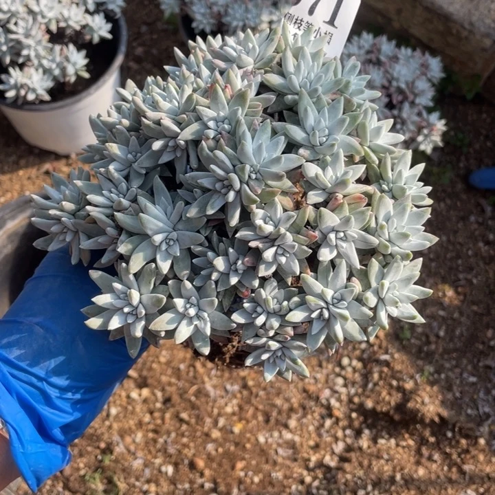 371号白菊多肉植物