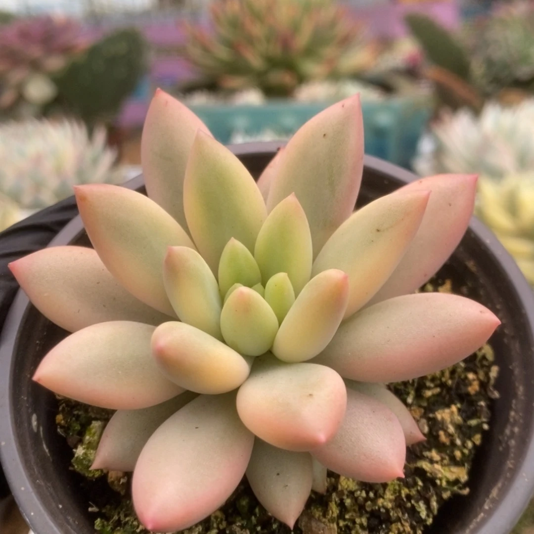 074所罗门锦锦锦锦锦锦