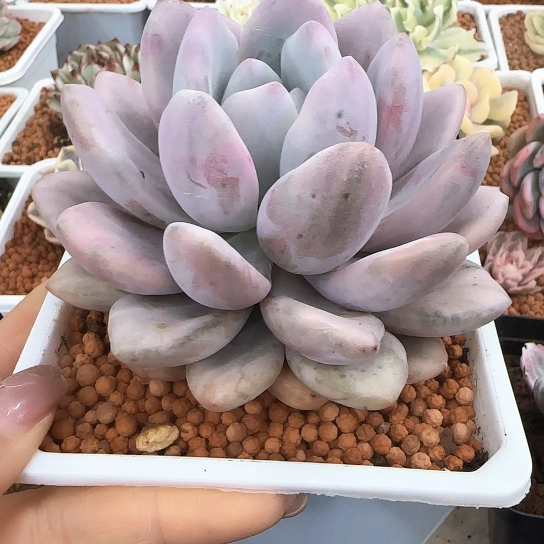 奥普石化锦多肉植物