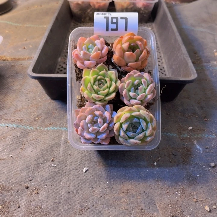197.拼盘，多肉植物