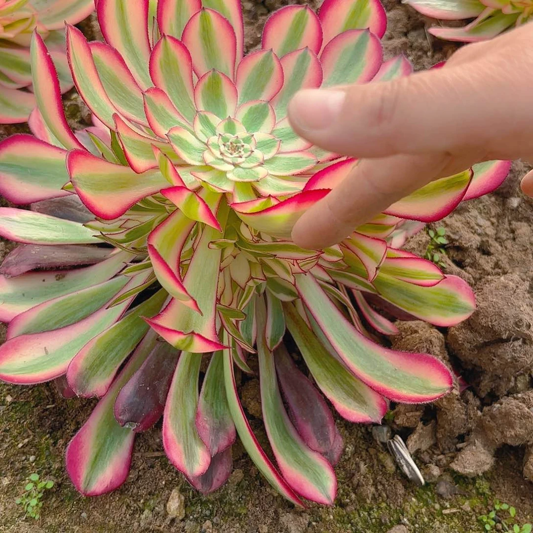 铜壶锦手捧多肉植物
