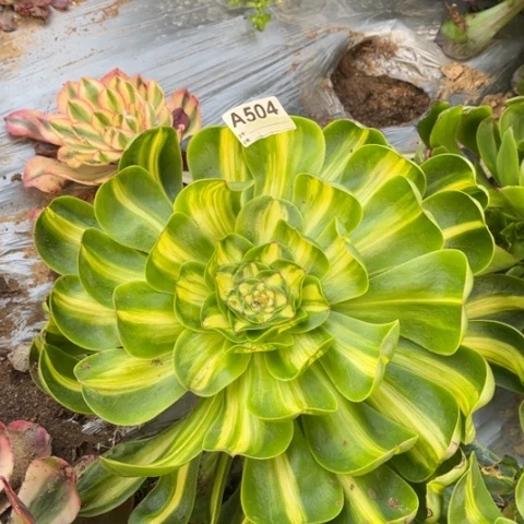 多肉植物暴君单头