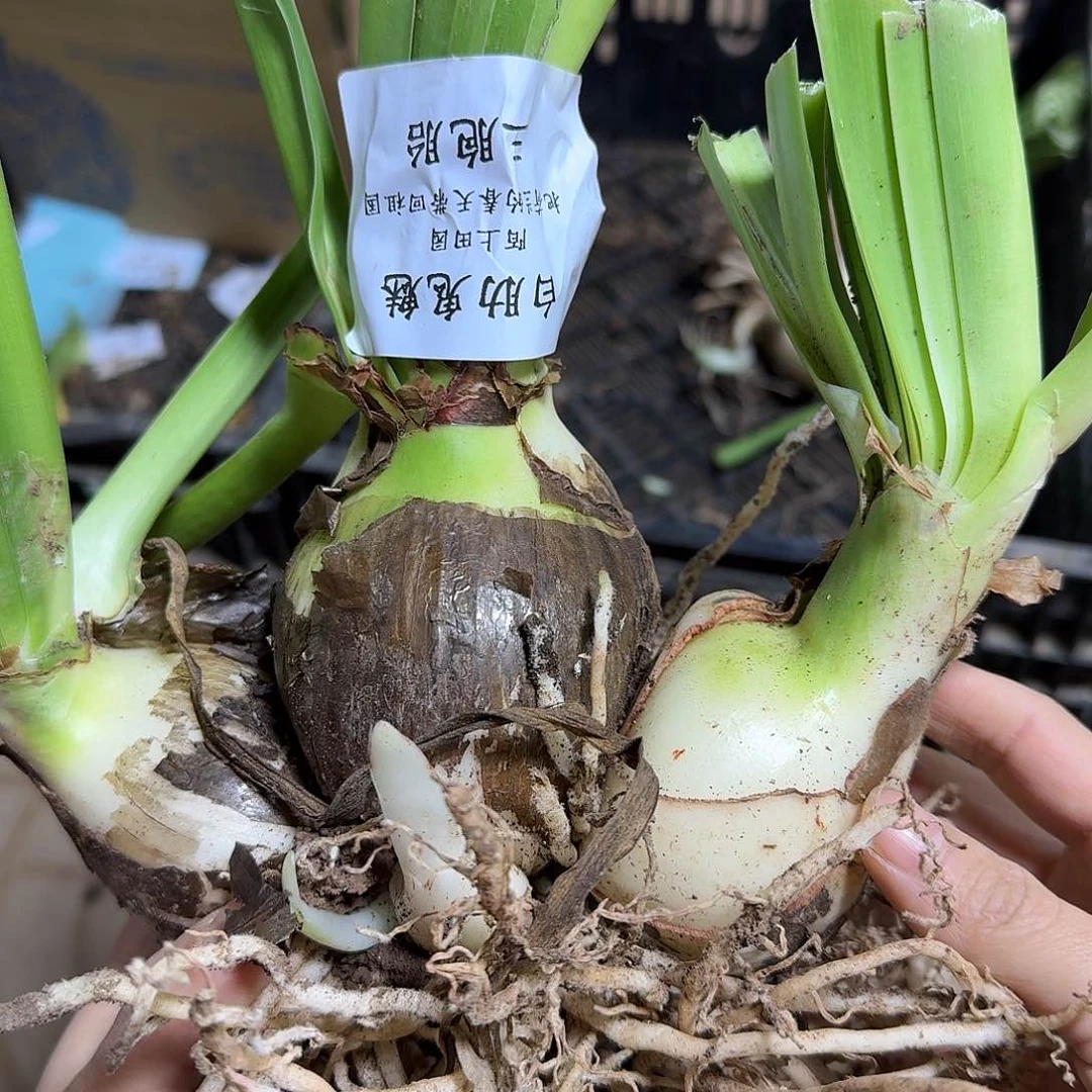 白勒鬼魅三胞胎开花球