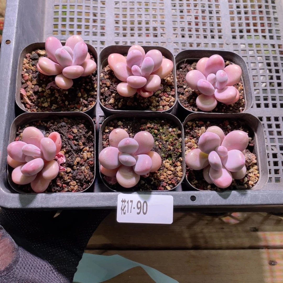 花利美17-90量拍  桃蛋1颗