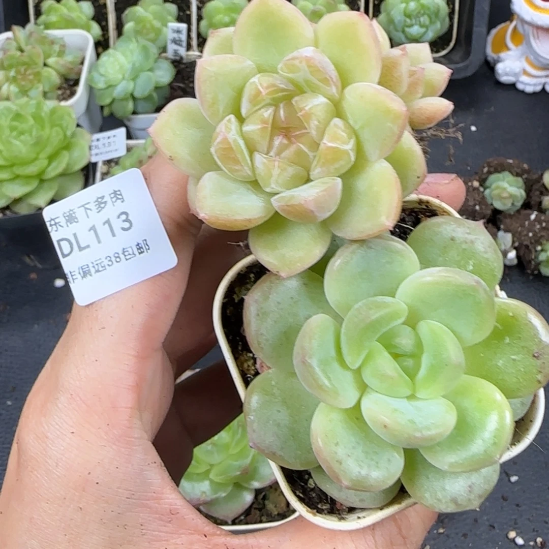 113东篱下多肉植物哈哈哈哈哈