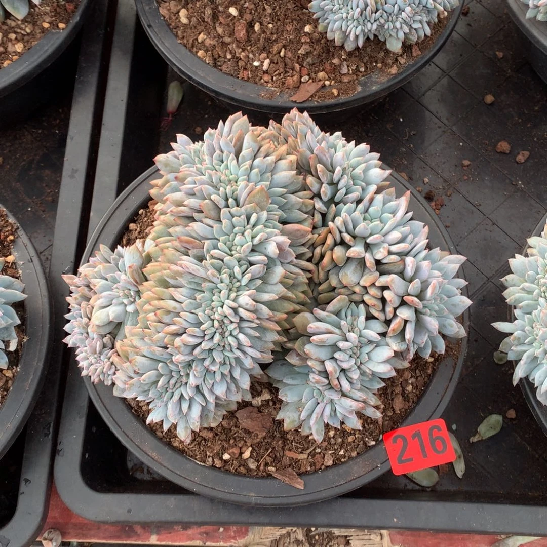 216橙子缀化多肉植物