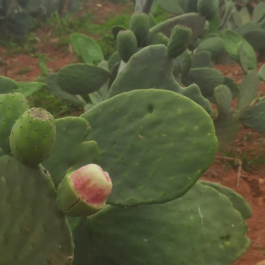 正宗米帮塔银钻仙人掌种植叶片绿植盆栽可观赏仙人掌科多肉