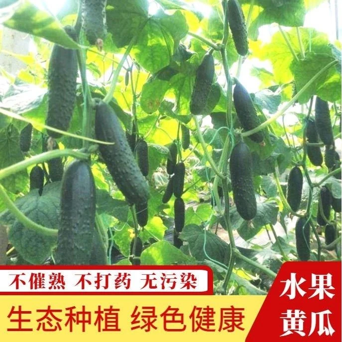 山东新鲜玛莎水果黄瓜3/5斤现摘小黄瓜脆嫩美味产地直发