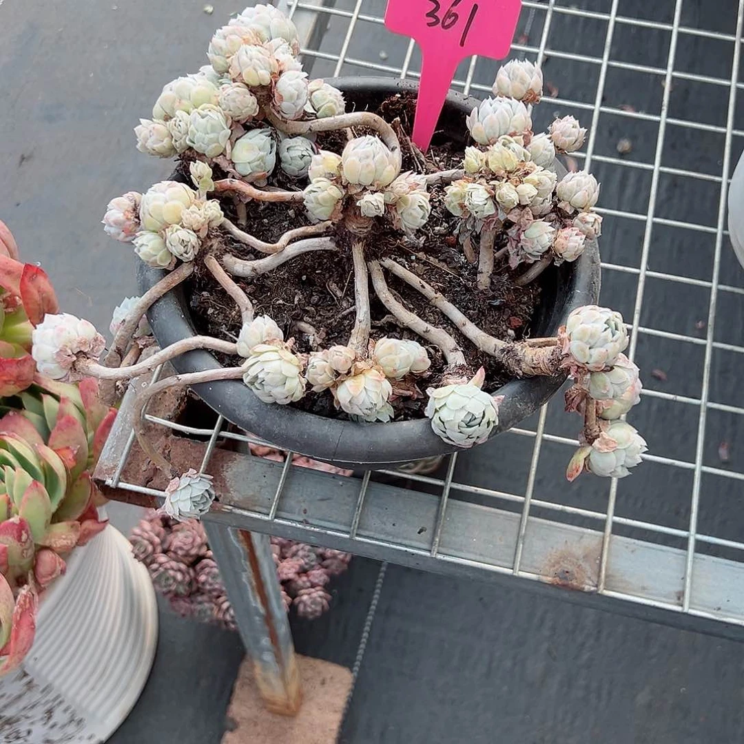 R***N361静夜多肉植物