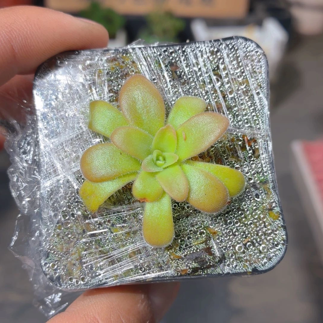鱿鱼须捕虫瑾多肉9.9包邮发货