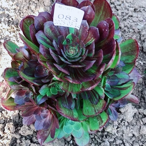 菊*3.14-83-84.花月夜多肉植物2