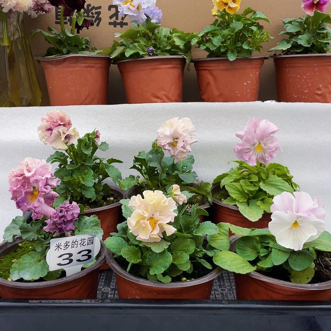 大部分花苞少量开放33