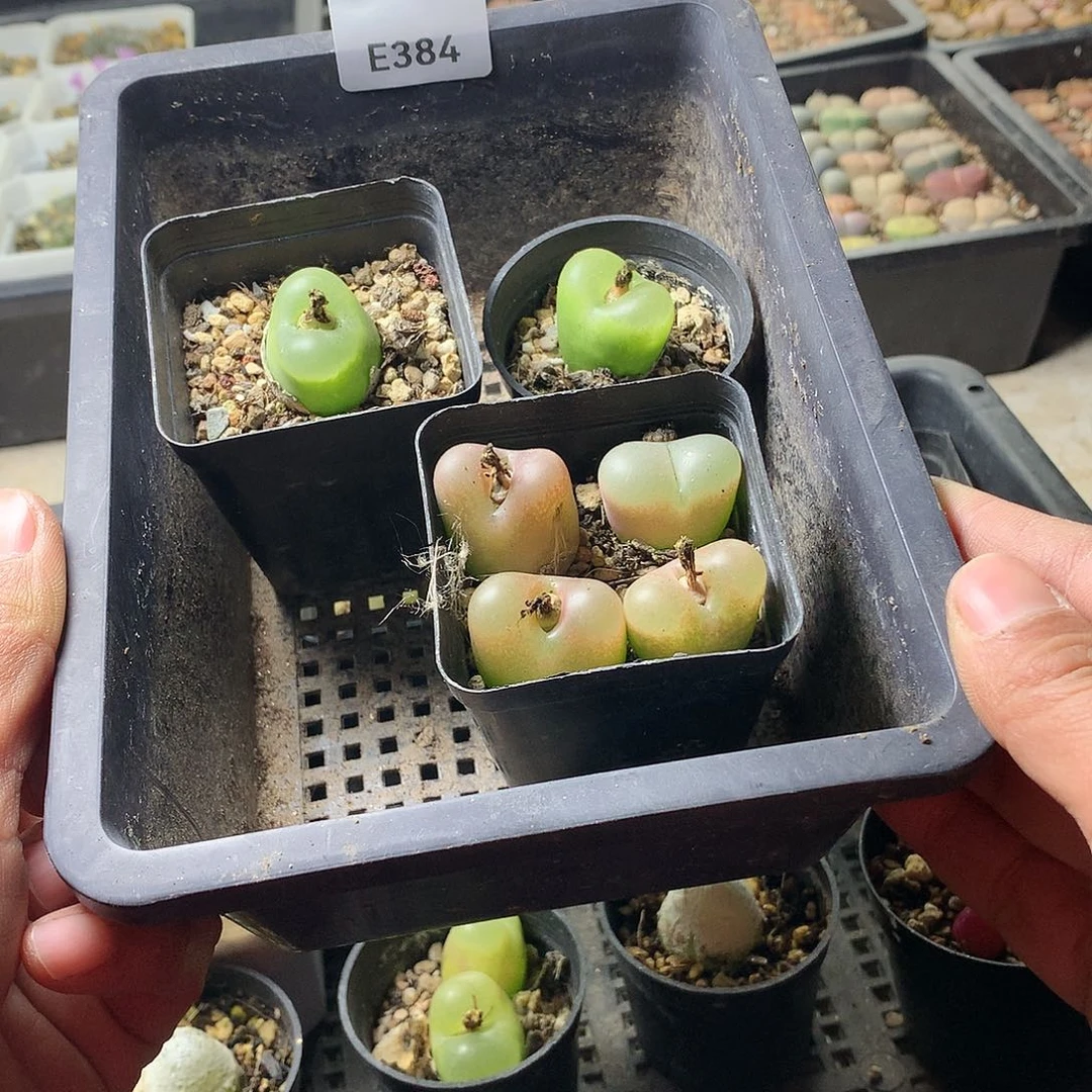 ℳ****E384多肉植物保护研究所